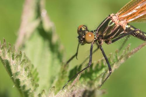 Calopteryx virgo